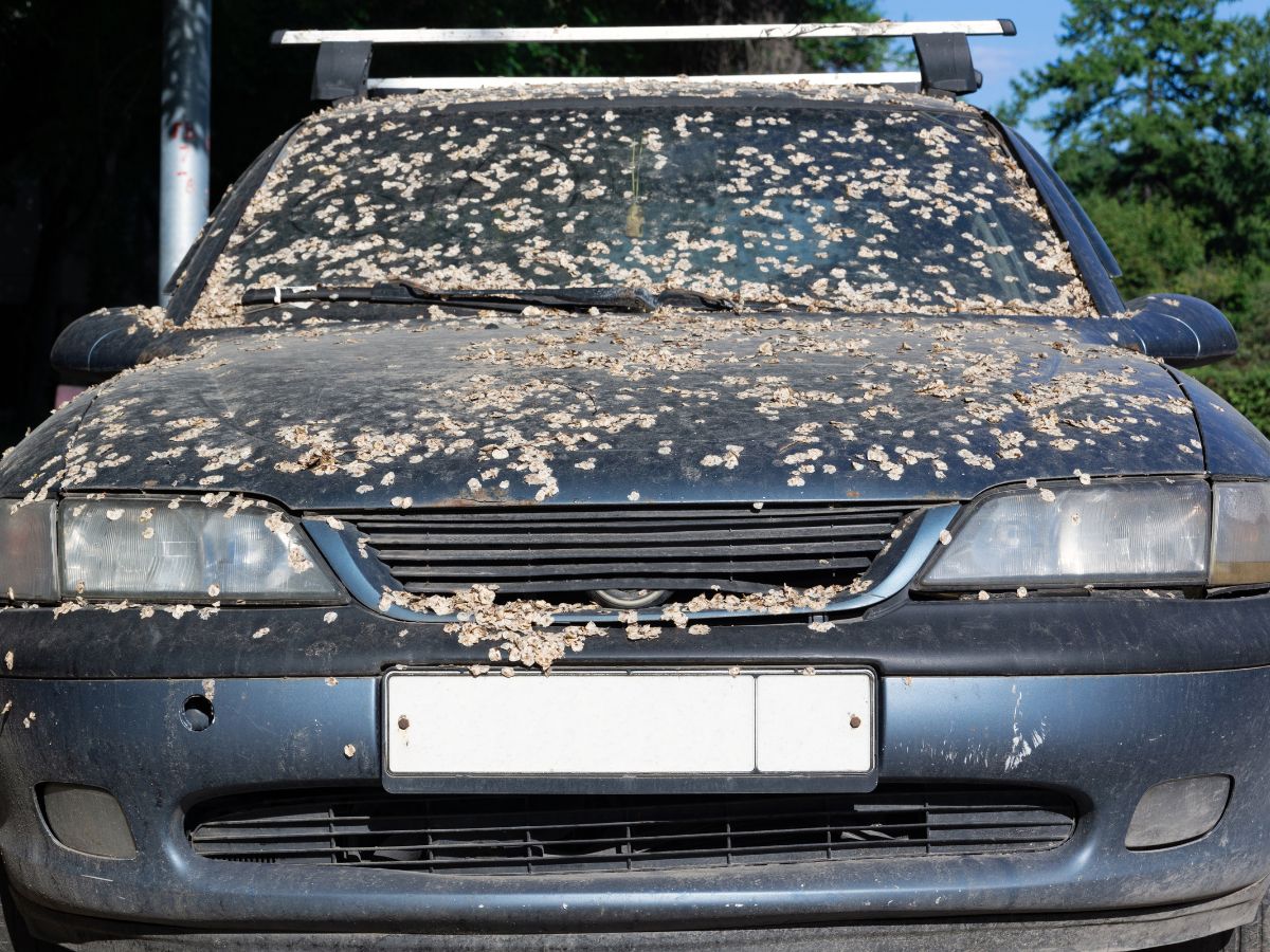 Beginner's Guide to Understanding Junk Car Titles - Greenway Auto Recycling